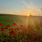 Flowers in the sunset