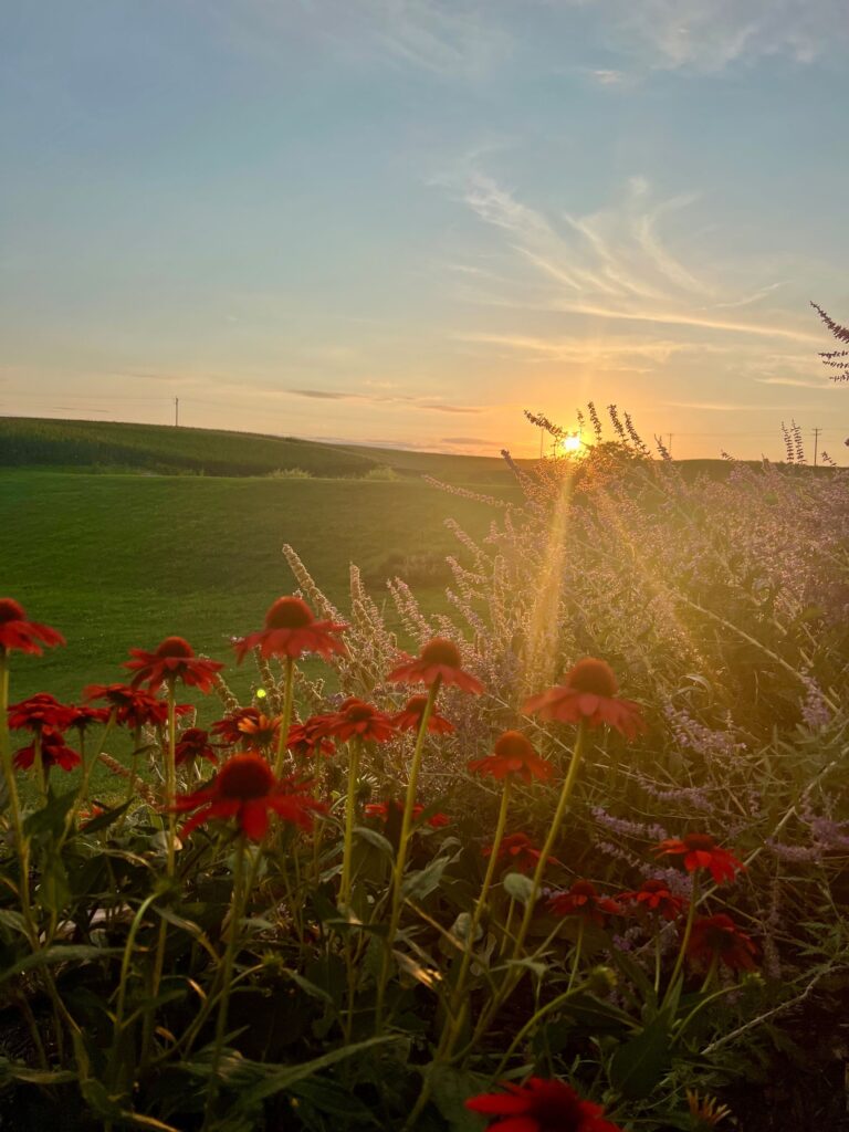 Flowers in the sunset