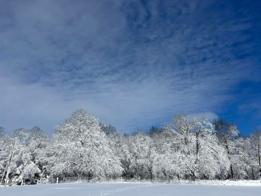 Winter. Snow covered trees.